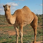 cameltoes (Toes of camels) free OnlyFans Leaked Content 

 profile picture