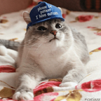Download catinthebluehat OnlyFans leaks for free 

 profile picture