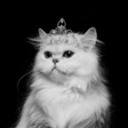 kitty KQ (kitty-queen) Leak OnlyFans 

 profile picture