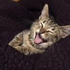 Onlyfans leaked leomoon 

 profile picture