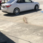 longblack (Dl Nigga go getter) OnlyFans Leaked Videos and Pictures 

 profile picture