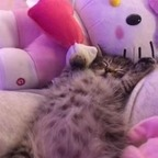 Free access to (@luring) Leaks OnlyFans 

 profile picture