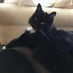 mittens (u2199065) OnlyFans Leaked Pictures & Videos 

 profile picture