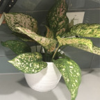 onlyplants OnlyFans Leaks 

 profile picture