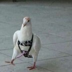 Onlyfans leaked paraiso 

 profile picture