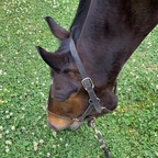 princesselleon OnlyFans Leaks 

 profile picture