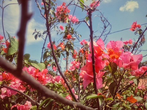 Header of renez