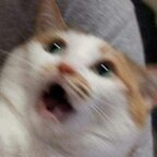 Onlyfans leak screaming 

 profile picture