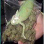 Onlyfans leaks tequilalala 

 profile picture