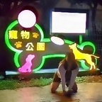 trainerofrose (玫瑰調教園｜人型女犬畜生日記 Human Livestock Life) free OnlyFans Leaked Pictures & Videos 

 profile picture