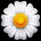 Daisy🌼 (whoopsie_daisy420) Leaked OnlyFans 

 profile picture