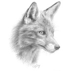 Onlyfans leaked wildxfox 

 profile picture