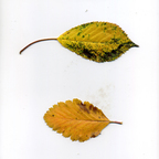 Download zerreitug OnlyFans leaks for free 

 profile picture